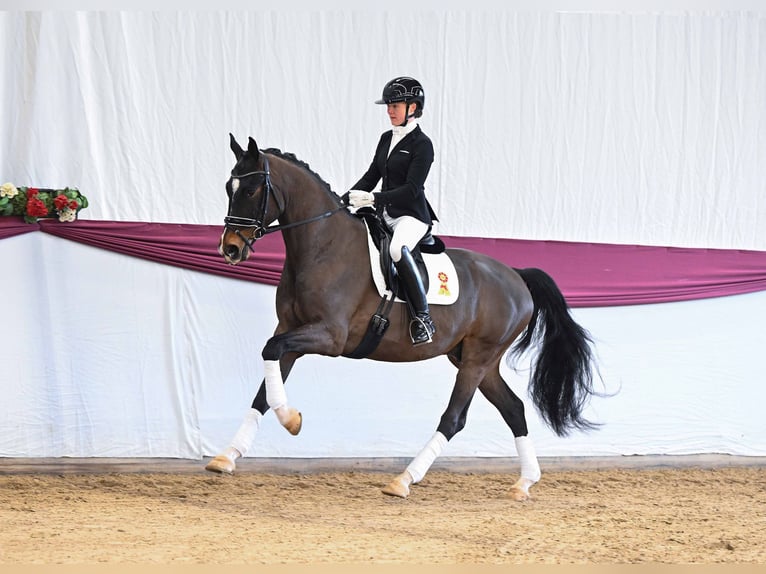 German Sport Horse Gelding 4 years Bay-Dark in Gomadingen