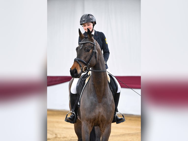 German Sport Horse Gelding 4 years Brown in Gomadingen