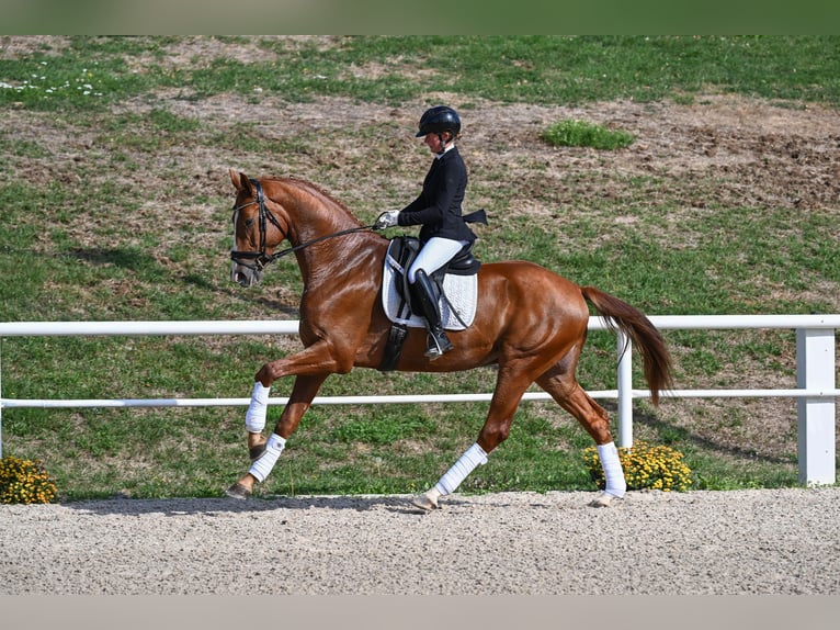 German Sport Horse Gelding 4 years Chestnut-Red in Gomadingen