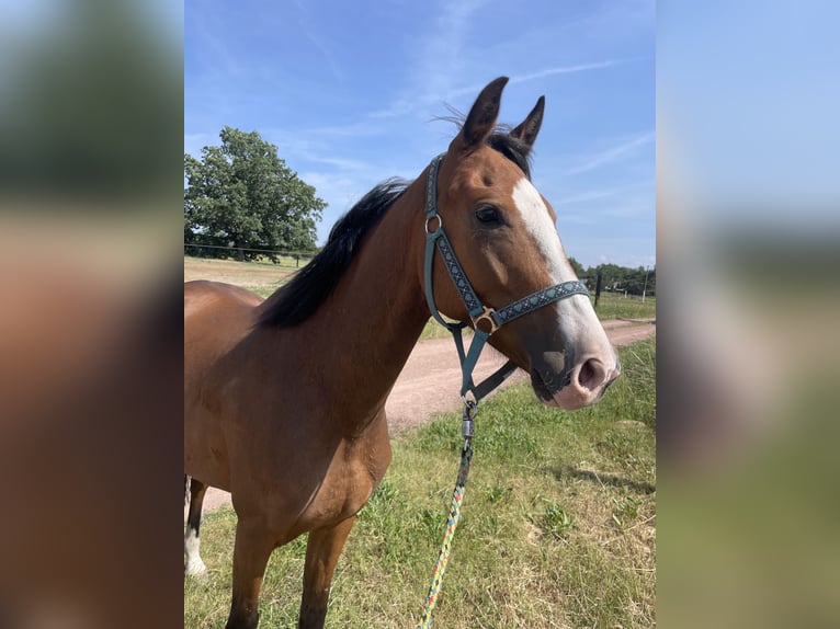 German Sport Horse Gelding 5 years 15.1 hh Brown in Aken