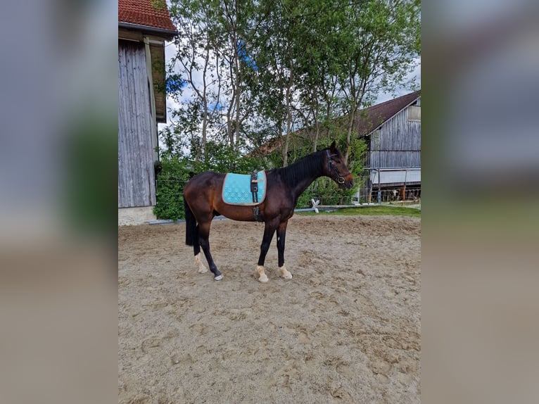 German Sport Horse Gelding 5 years 15.2 hh Brown in Waltenhofen