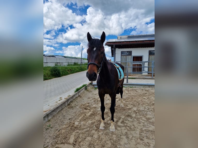 German Sport Horse Gelding 5 years 15.2 hh Brown in Waltenhofen