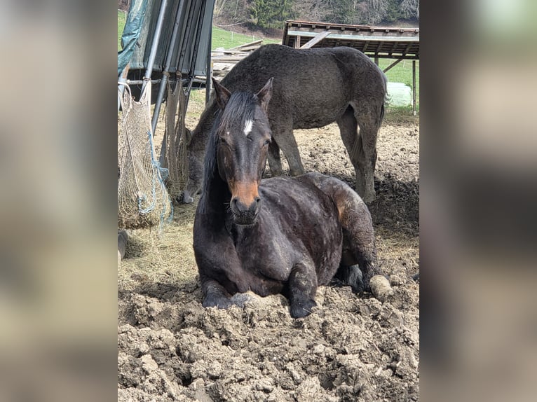 German Sport Horse Gelding 5 years 15.2 hh Brown in Waltenhofen