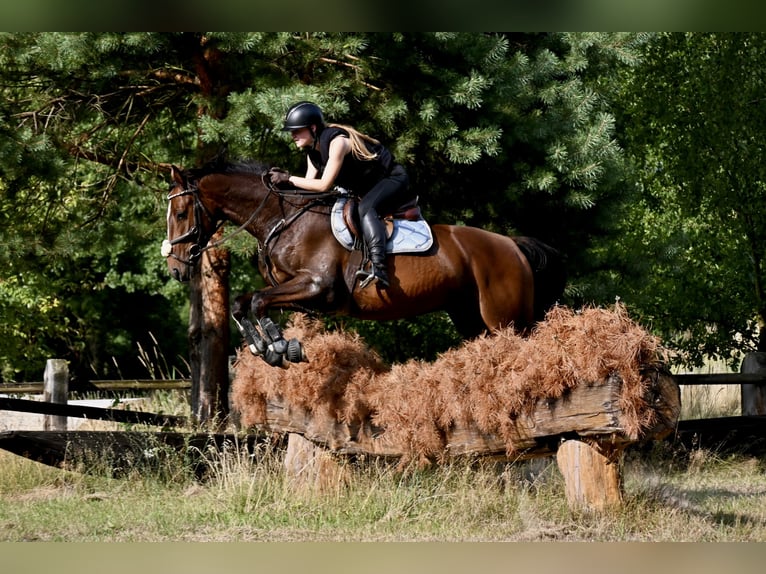 German Sport Horse Gelding 5 years 15.2 hh Brown in Bestensee
