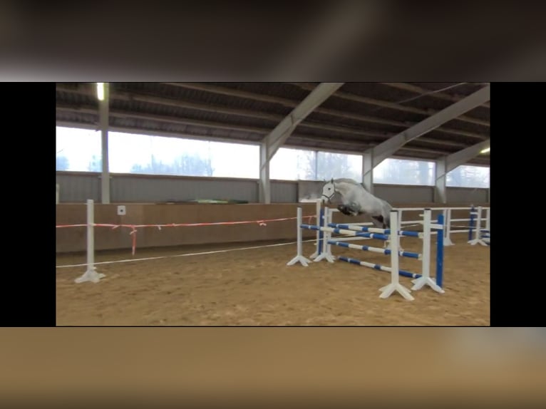 German Sport Horse Gelding 5 years 15,2 hh Gray in Perleberg