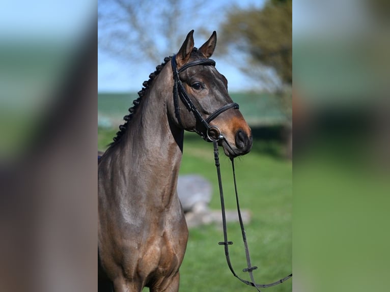 German Sport Horse Gelding 5 years 15.3 hh Brown in Gomadingen