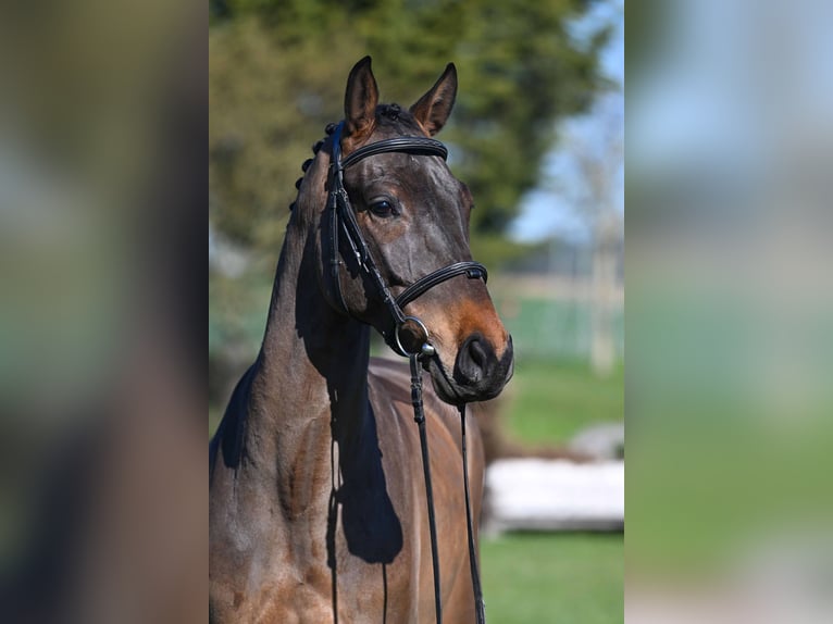 German Sport Horse Gelding 5 years 15.3 hh Brown in Gomadingen