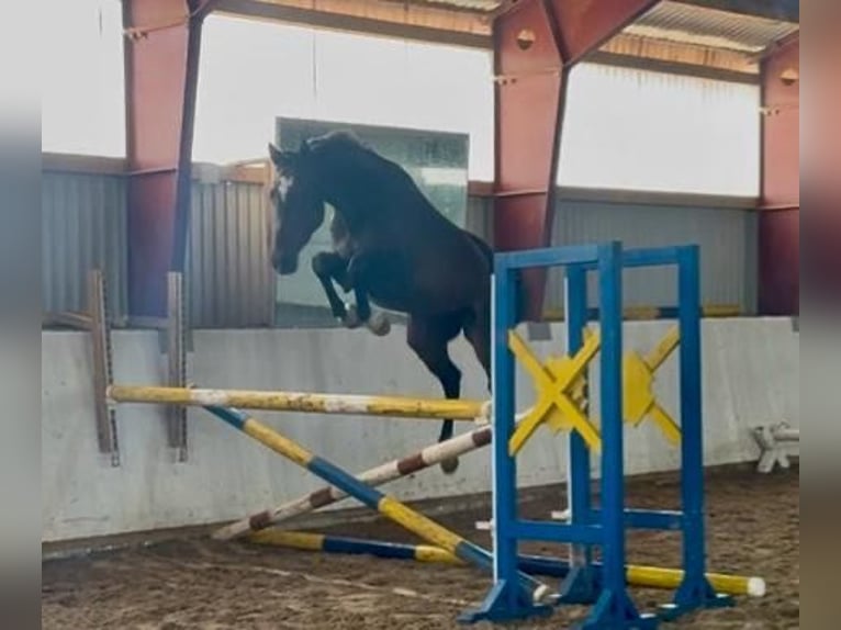 German Sport Horse Gelding 5 years 15.3 hh Brown in Rhinow