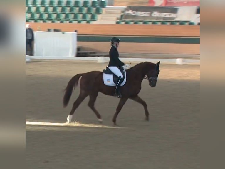 German Sport Horse Gelding 5 years 15.3 hh Chestnut-Red in Ebreichsdorf