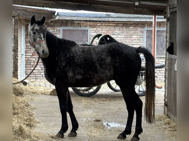 German Sport Horse Gelding 5 years 15,1 hh Grey-Dapple in Grevenbroich