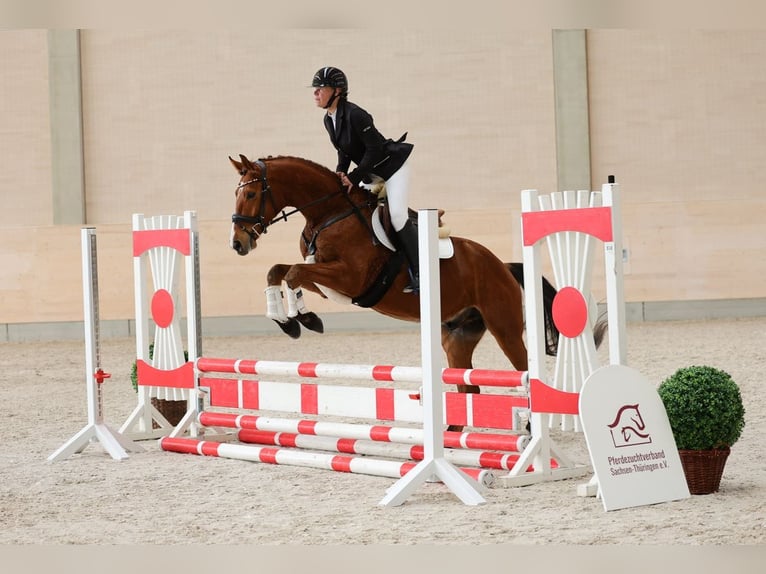 German Sport Horse Gelding 5 years 15,2 hh Brown in Moritzburg