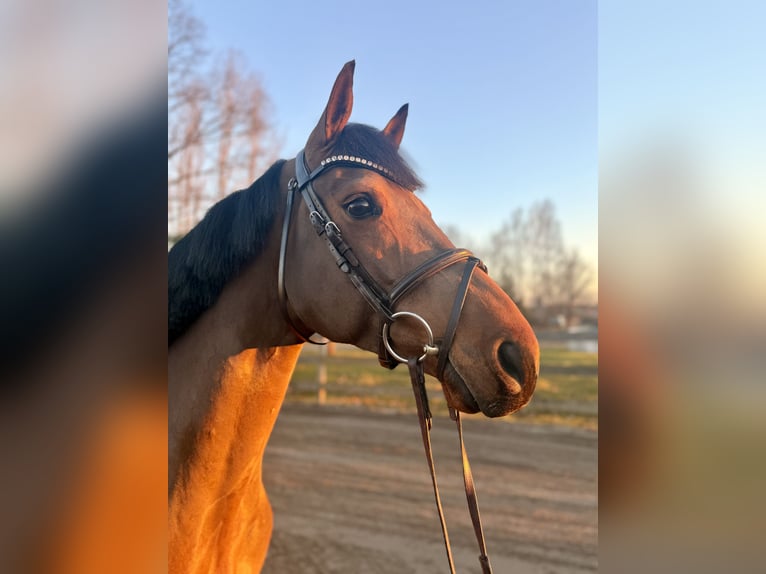 German Sport Horse Gelding 5 years 15,2 hh Brown in Luckau