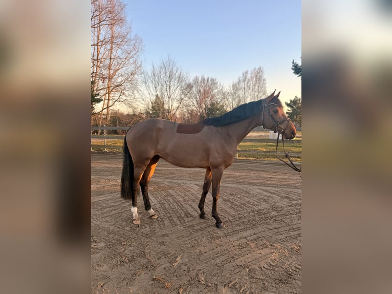 German Sport Horse Gelding 5 years 15,2 hh Brown in Luckau