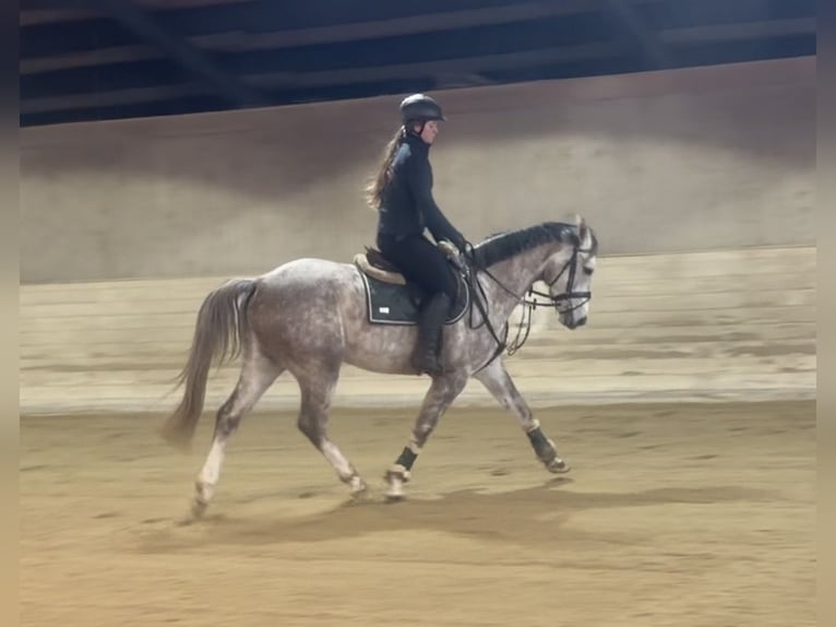 German Sport Horse Gelding 5 years 15,2 hh Grey-Dapple in Pelmberg