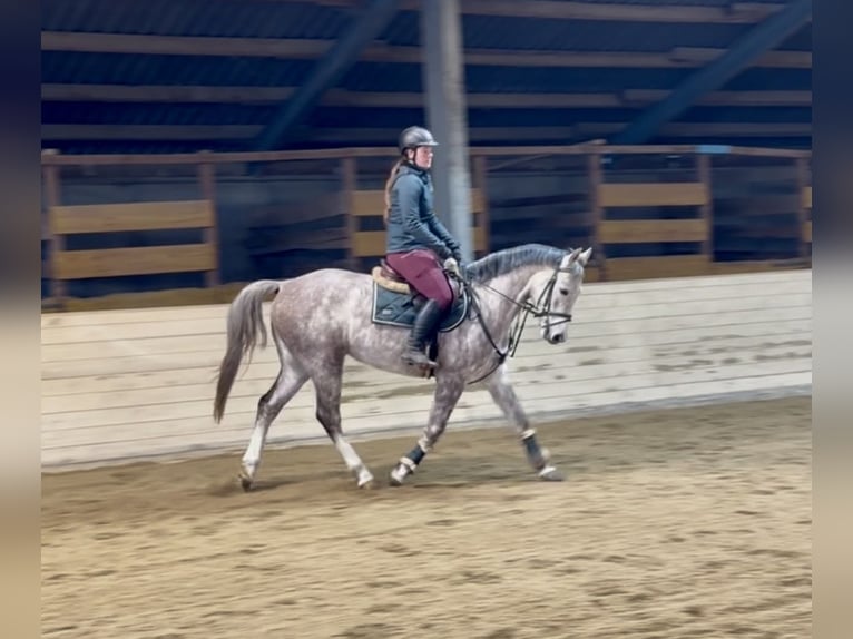 German Sport Horse Gelding 5 years 15,2 hh Grey-Dapple in Pelmberg