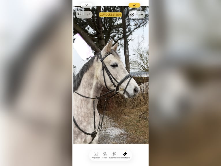German Sport Horse Gelding 5 years 15,2 hh Grey-Dapple in Pelmberg