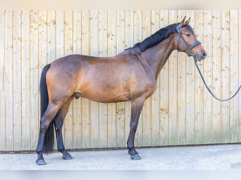 German Sport Horse Gelding 5 years 15,3 hh Brown in Lahntal