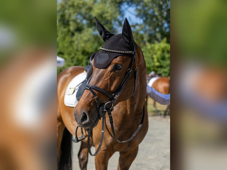 German Sport Horse Gelding 5 years 15,3 hh Brown in Lahntal