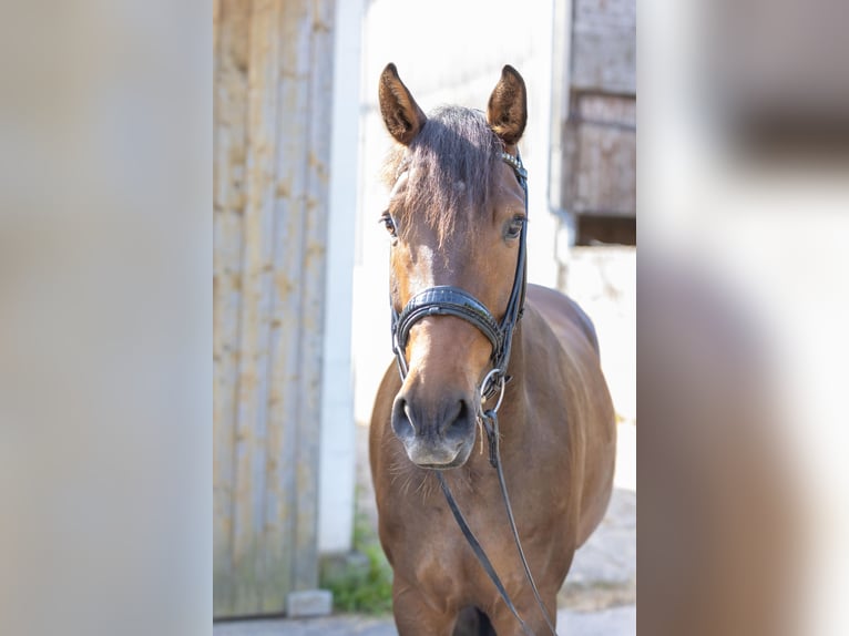 German Sport Horse Gelding 5 years 15,3 hh Brown in Lahntal