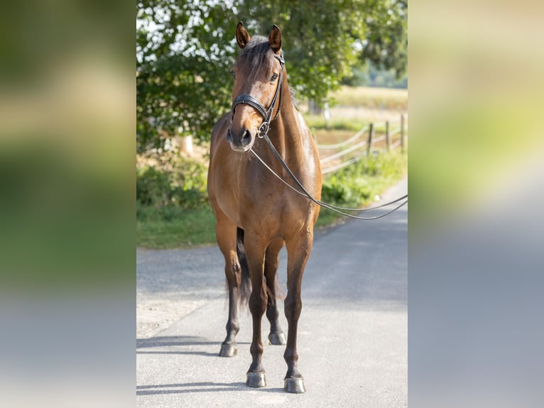 German Sport Horse Gelding 5 years 15,3 hh Brown in Lahntal
