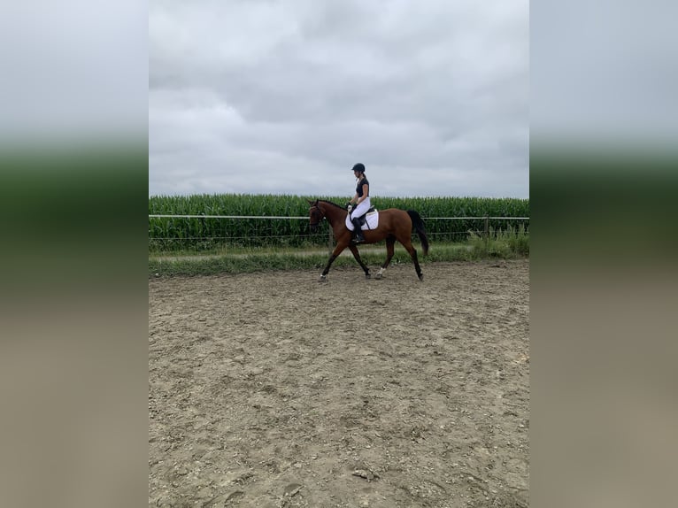 German Sport Horse Mix Gelding 5 years 15,3 hh Brown in WewelsflethWewelsfleth