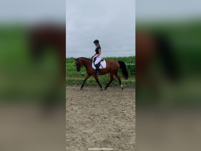 German Sport Horse Mix Gelding 5 years 15,3 hh Brown in WewelsflethWewelsfleth