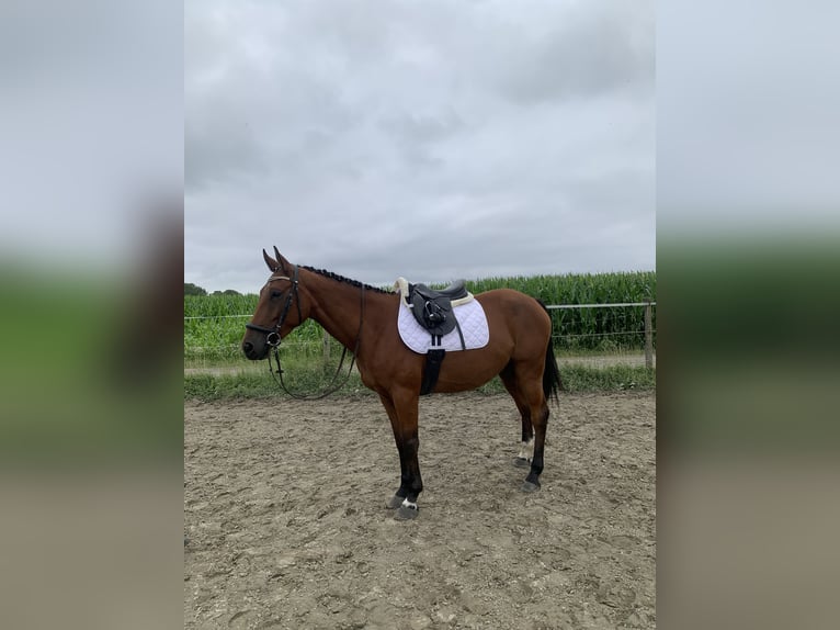 German Sport Horse Mix Gelding 5 years 15,3 hh Brown in WewelsflethWewelsfleth