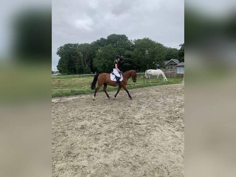 German Sport Horse Mix Gelding 5 years 15,3 hh Brown in WewelsflethWewelsfleth