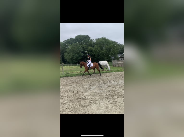 German Sport Horse Mix Gelding 5 years 15,3 hh Brown in WewelsflethWewelsfleth