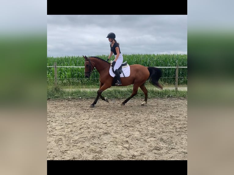 German Sport Horse Mix Gelding 5 years 15,3 hh Brown in WewelsflethWewelsfleth