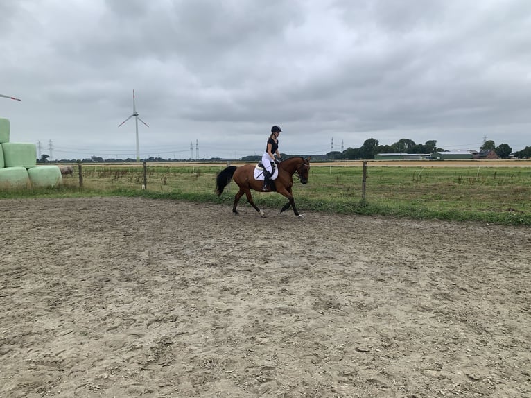 German Sport Horse Mix Gelding 5 years 15,3 hh Brown in WewelsflethWewelsfleth