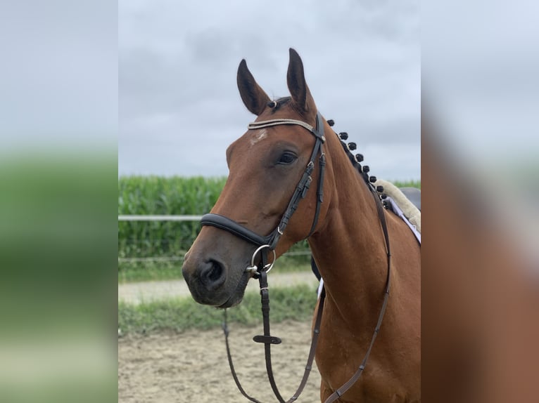 German Sport Horse Mix Gelding 5 years 15,3 hh Brown in WewelsflethWewelsfleth