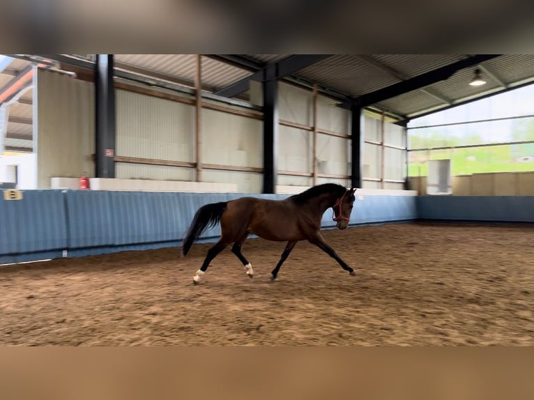 German Sport Horse Gelding 5 years 15,3 hh Brown in Niederhambach