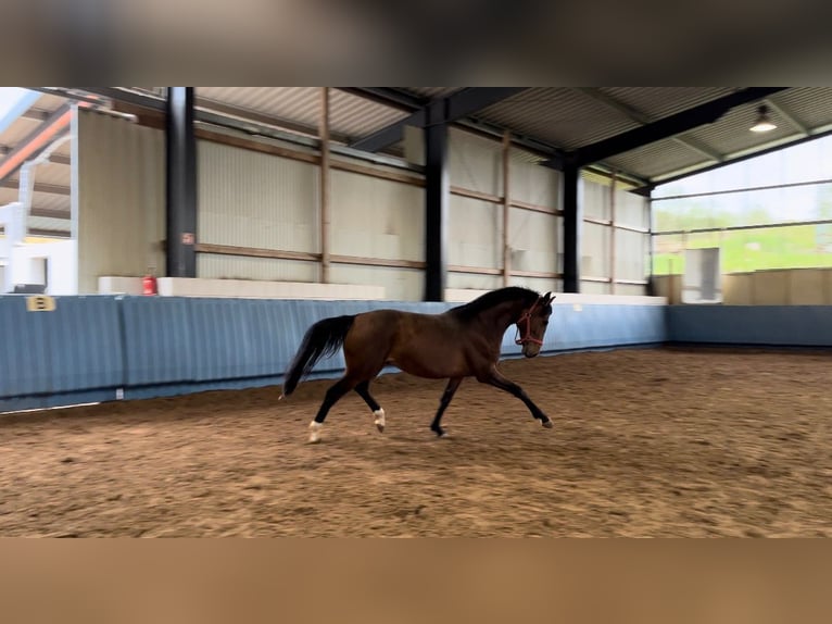 German Sport Horse Gelding 5 years 15,3 hh Brown in Niederhambach