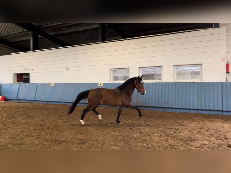 German Sport Horse Gelding 5 years 15,3 hh Brown in Niederhambach