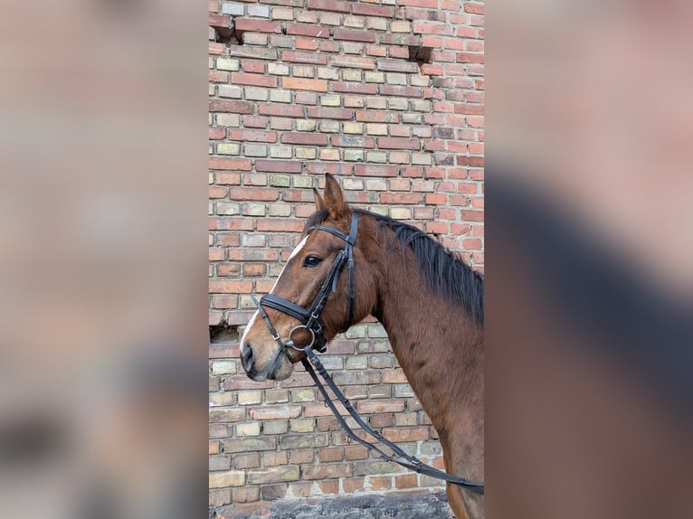 German Sport Horse Gelding 5 years 15,3 hh Brown in Libbesdorf