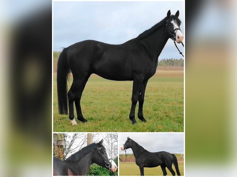 German Sport Horse Gelding 5 years 16,1 hh Bay-Dark in Neustadt/Dosse