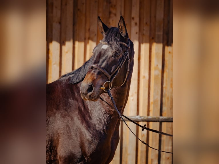 German Sport Horse Gelding 5 years 16.1 hh Bay-Dark in Neuburg an der Kammel