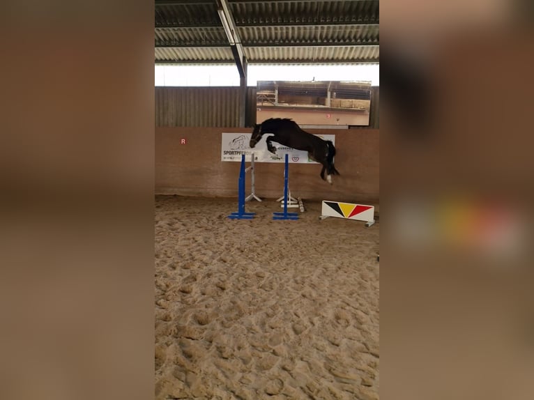 German Sport Horse Gelding 5 years 16,1 hh Bay-Dark in Wädenswil