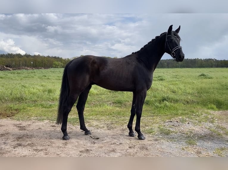 German Sport Horse Gelding 5 years 16,1 hh Black in Rochau