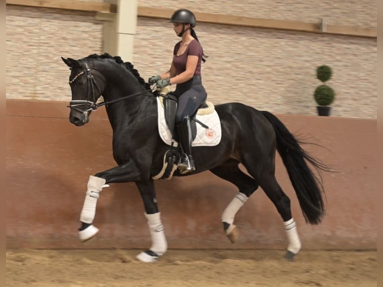 German Sport Horse Gelding 5 years 16.1 hh Black in Wehringen