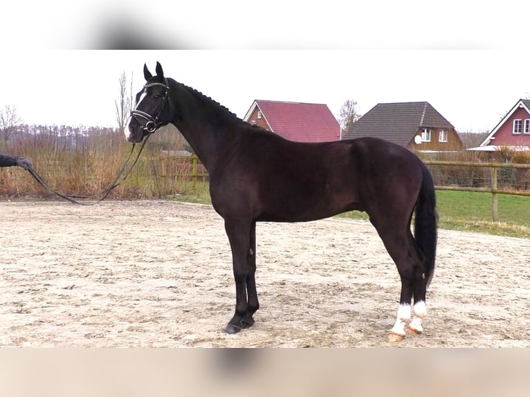 German Sport Horse Gelding 5 years 16,1 hh Black in Linau