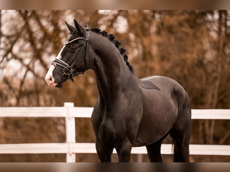 German Sport Horse Gelding 5 years 16,1 hh Black in Wehringen