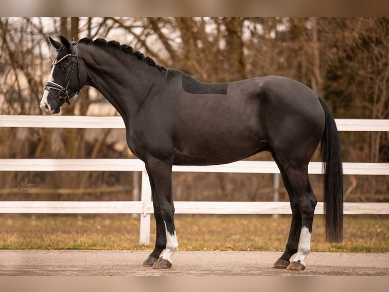 German Sport Horse Gelding 5 years 16,1 hh Black in Wehringen