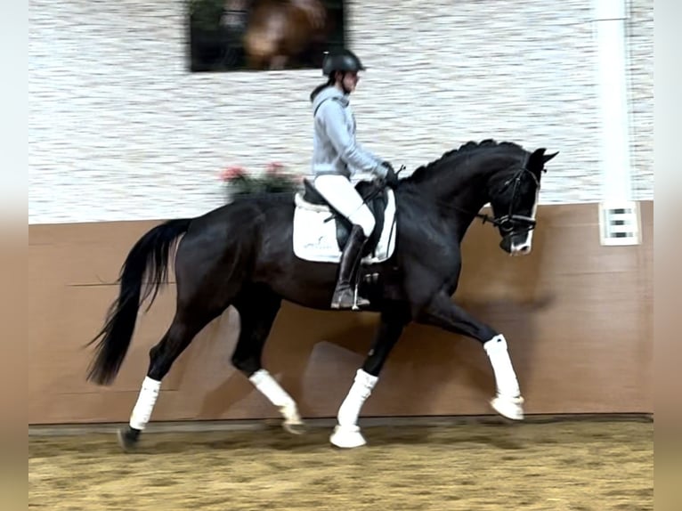 German Sport Horse Gelding 5 years 16,1 hh Black in Wehringen