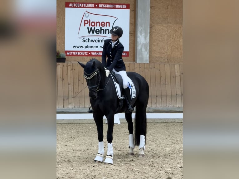 German Sport Horse Gelding 5 years 16.1 hh Black in Steinfeld