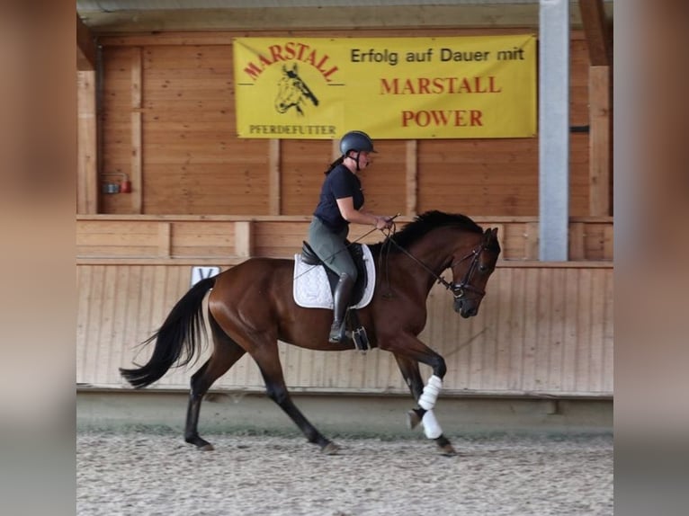 German Sport Horse Gelding 5 years 16.1 hh Brown in Isny im Allgäu