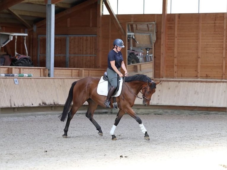 German Sport Horse Gelding 5 years 16.1 hh Brown in Isny im Allgäu