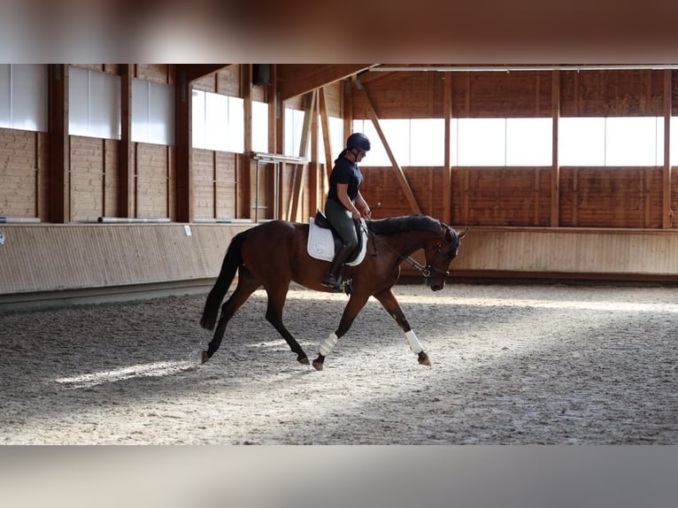 German Sport Horse Gelding 5 years 16.1 hh Brown in Isny im Allgäu