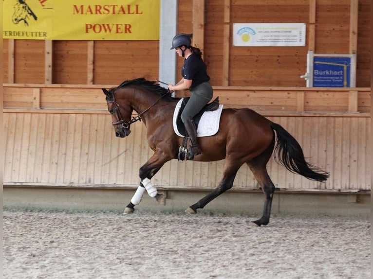 German Sport Horse Gelding 5 years 16.1 hh Brown in Isny im Allgäu